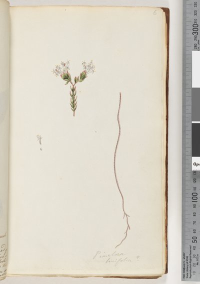 Page 6. Pimeloea linfolia by Unknown artist