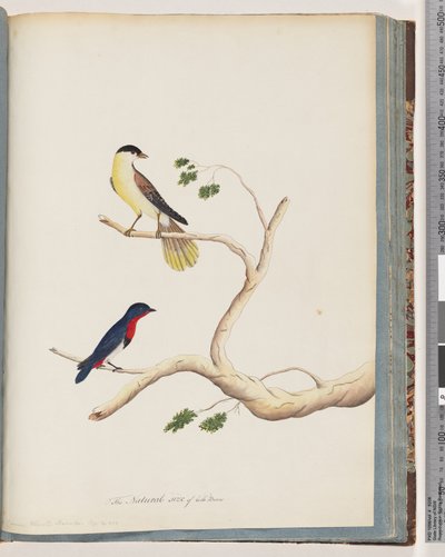 Page 70. Unidentified Bird. Bonnet Warbler by Unknown artist
