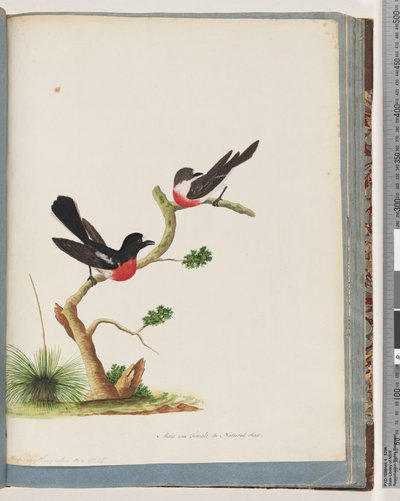 Page 73. Scarlet Robins by Unknown artist