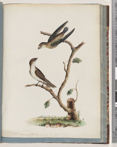 Unidentified Birds by Unknown artist
