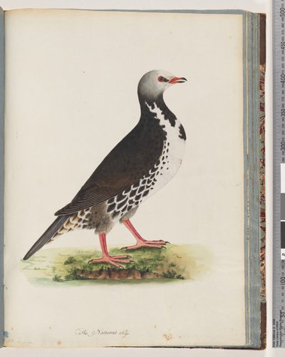 Page 76. Unidentified bird by Unknown artist