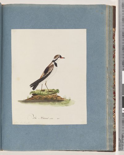Page 79. Black-fronted Dotterel by Unknown artist
