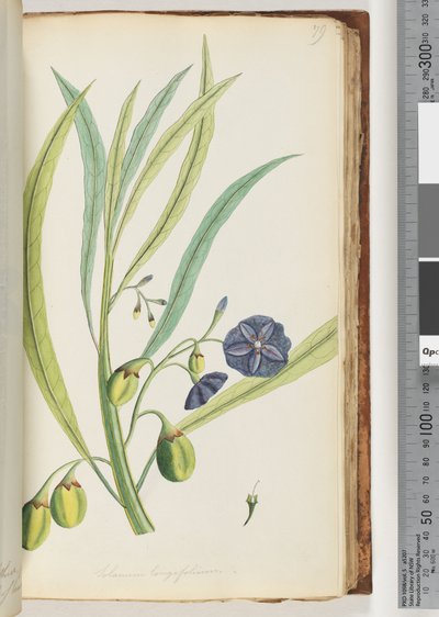 Page 79. Solanum longifolium by Unknown artist