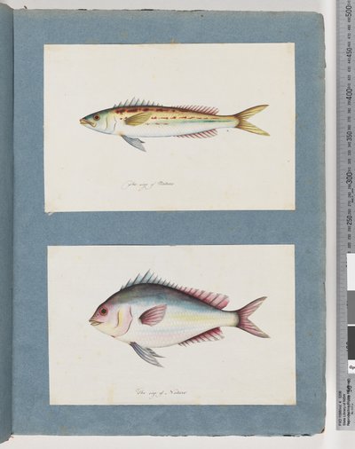 Unidentified Fish by Unknown artist