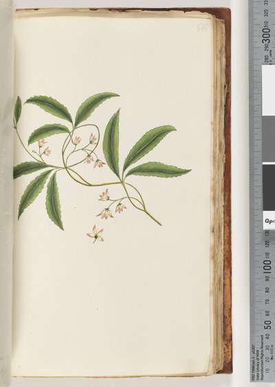 Page 86. Unidentified Plant by Unknown artist