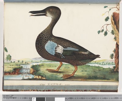 Duck by Unknown artist