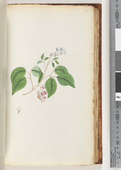 Page 87. Unidentified Plant by Unknown artist