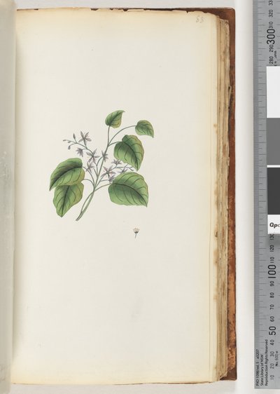 Page 88. Unidentified Plant by Unknown artist