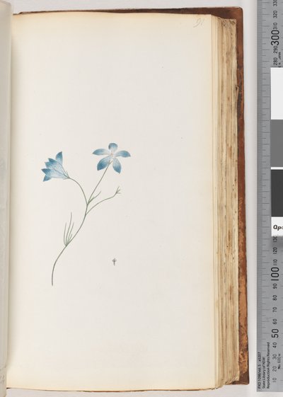 Page 91. Unidentified Plant by Unknown artist