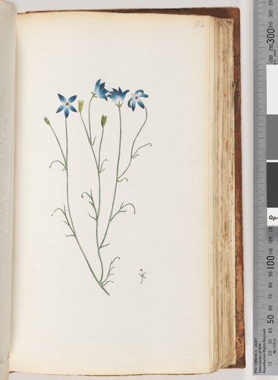 Page 92. Unidentified Plant by Unknown artist