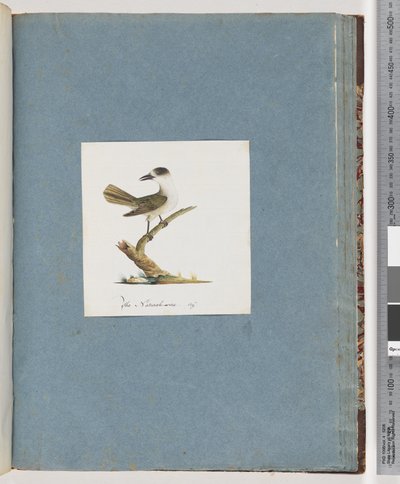 Unidentified Bird by Unknown artist