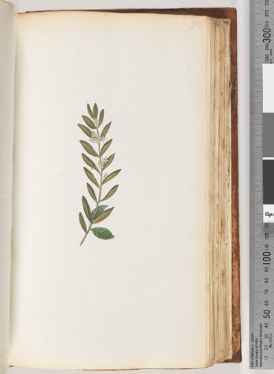 Page 93. Unidentified plant by Unknown artist