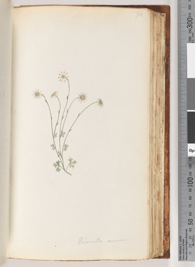 Page 94. Eriocalia Minor by Unknown artist