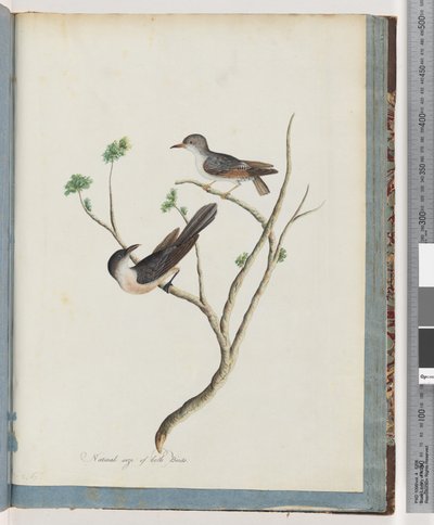 Page 94. Unidentified birds by Unknown artist