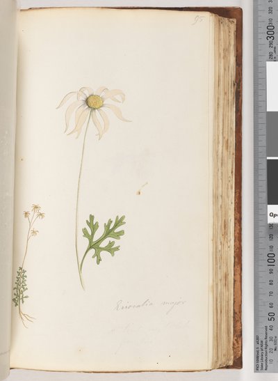 Eriocalia major by Unknown artist