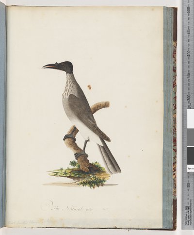Noisy Friarbird by Unknown artist