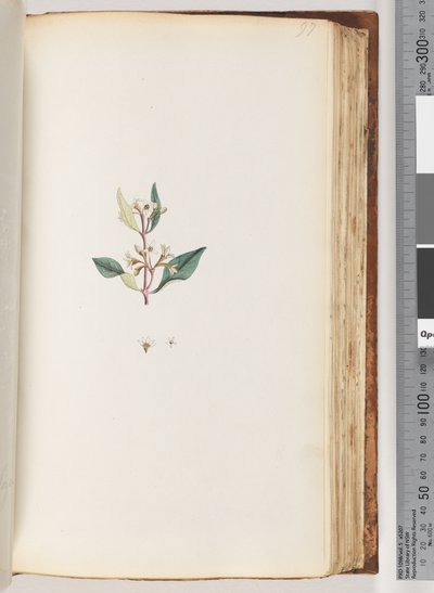 Page 97. Unidentified plant by Unknown artist
