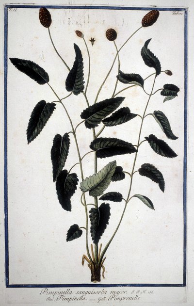 Pimprenelle: Pimpinella Sanguisorba major by Unknown artist