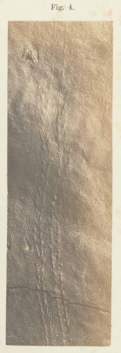 Plate 41. Figure 4 by Unknown artist