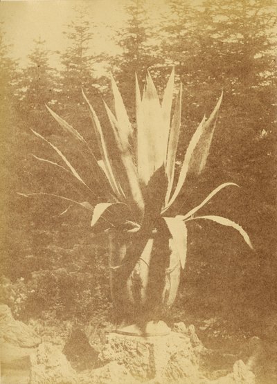 Potted Plant by Unknown artist