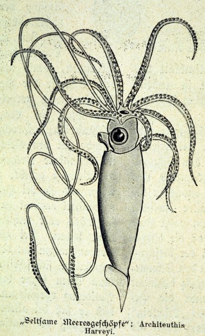 Representation of an Architeuthis Harveyi, giant squid by Unknown artist