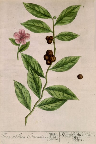 Sinensis Tea Plant - Botanical Board by Unknown artist