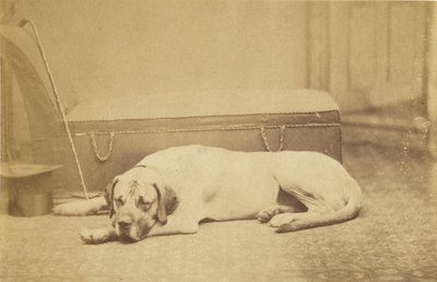 Sleeping Dog by Unknown artist