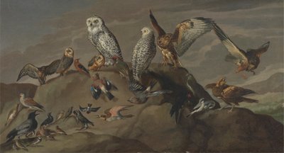 Study of Birds by Unknown artist