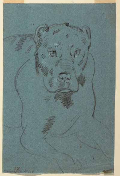 Study of a Lioness by Unknown artist