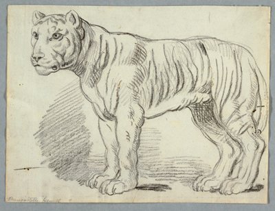 Study of a Tiger by Unknown artist