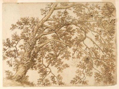 Study of a Tree by Unknown artist