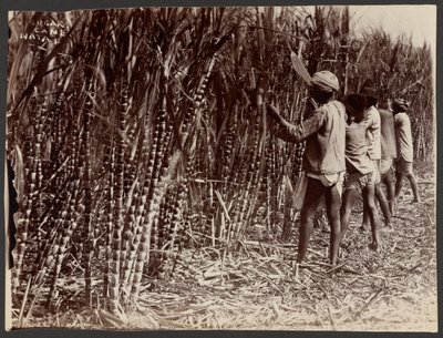 Sugar Cane, Natal by Unknown artist