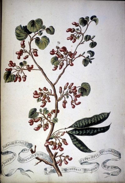 Sylvestris Rotundifolia. 19th century herbarium by Unknown artist