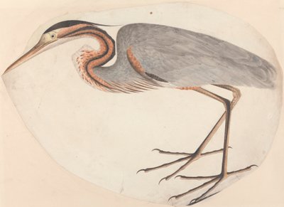 The Purple Heron by Unknown artist