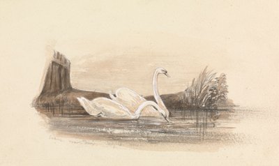 Two Swans on a Lake by Unknown artist