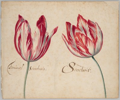 Two Tulips (front); One Tulip (back) by Unknown artist