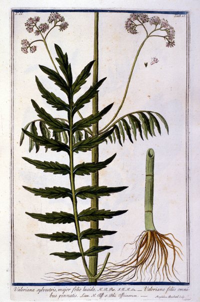 Valerian. 18th Century Engraving by Unknown artist