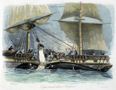Whale Fishing: The Butchering by Unknown artist