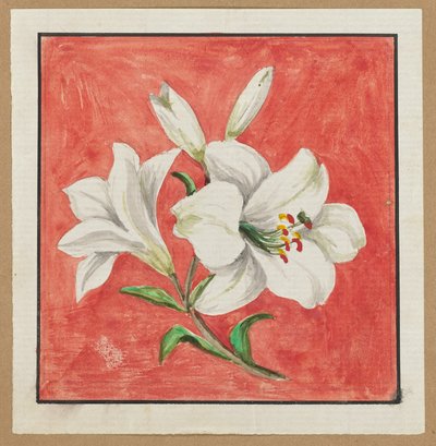 White Lily by Unknown artist