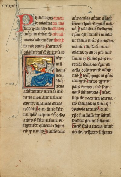 Caladrius Birds by Unknown artist/maker