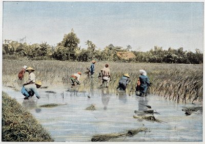Rice harvest, Tonkin, late 19th century by Unknown photographer