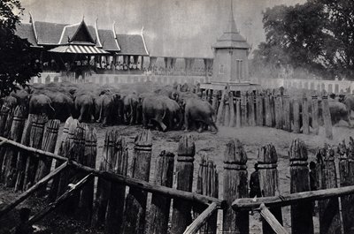 The royal elephants of Bangkok by Unknown photographer