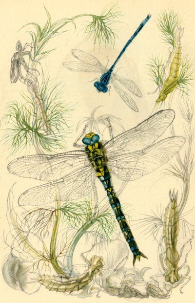 Damselflies, Dragonflies and Water Snails, c1930s, 1946 by Vere Temple