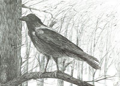 Bird by Vincent Alexander Booth