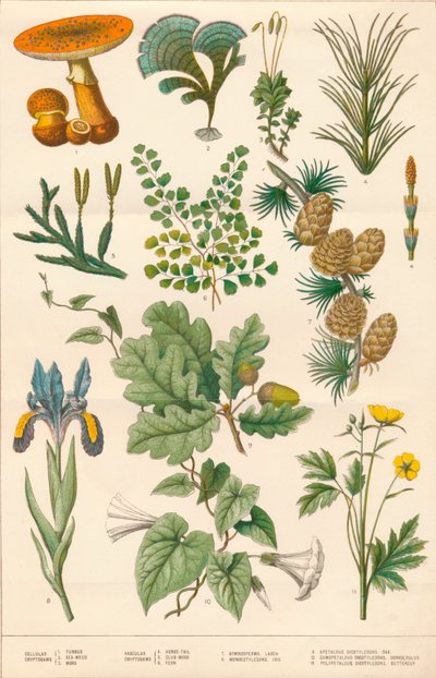 Botanical Illustration by Vincent Brooks Day and Son