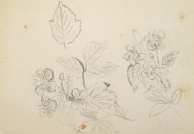 Flower Study by Vincent Colyer