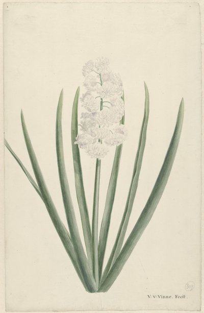 White Hyacinth by Vincent Jansz. van der Vinne