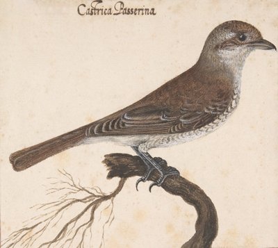 Castrica Passerina by Vincenzo Leonardi