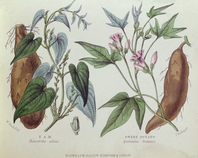 Yam and Sweet Potato by W. Fitch