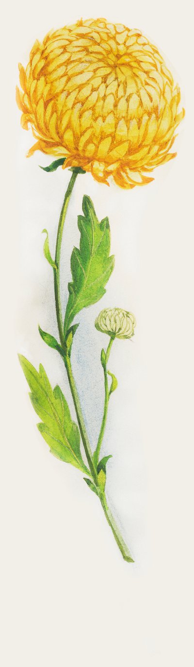 Chrysanthemum flower, drawing by John Ward Dunsmore